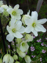 Clematis Armandii - White Flowers